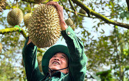 90% kim ngạch xuất khẩu sầu riêng đang tới Trung Quốc, kỳ vọng thị trường đa dạng hơn