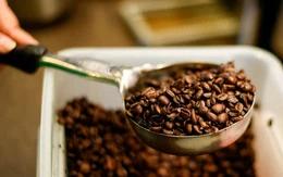 Tương lai ngành cà phê: Cần công thức 'phối trộn' giữa hai thế hệ