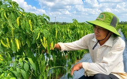 Chỉ cần trồng 10 công ớt, nông dân miền Tây ‘bỏ túi’ trên 500 triệu