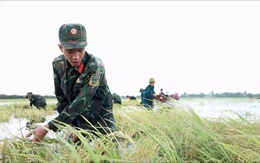Nước nổi tràn vào ruộng lúa ở Tây Ninh, gần 100 chiến sĩ giúp dân thu hoạch
