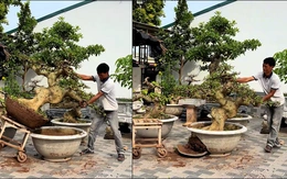 Màn hạ cây kiểng vào chậu đi vào lòng đất