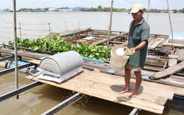 Vì sao giá cá điêu hồng tăng nhưng người nuôi không có lãi?
