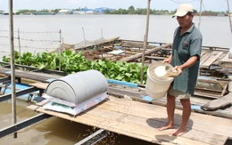 Vì sao giá cá điêu hồng tăng nhưng người nuôi không có lãi?