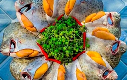 Con cá nâu xuất hiện ở vùng đất Cà Mau tự bao giờ mà thành đặc sản