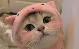 Mèo lười được yêu nhất trong các loài thú cưng