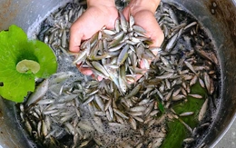 Cá linh non sắp vào mùa: Làm sao ngăn nguy cơ tận diệt 'đặc sản mùa nước nổi'?