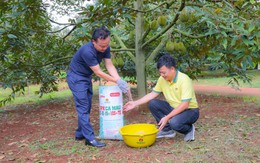 Mô hình chăm sóc sầu riêng hiệu quả cao tại Krông Pắk