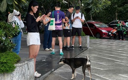 Mức phạt từ 1 - 2 triệu đồng, chó thả rông không rọ mõm vẫn nhởn nhơ nơi công cộng