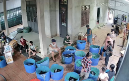 Góc nhìn trưa nay: Hồ cá lóc hơn 3 tấn bị sét đánh; Khởi tố vụ án tai nạn lao động làm 5 người chết tại trại nuôi heo
