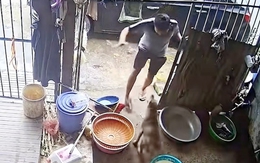 Chó hàng xóm qua ăn vụng còn định táp luôn chủ nhà