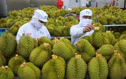 Điểm đáng lưu ý về thời gian cấp mã vùng trồng sầu riêng xuất khẩu sang Trung Quốc