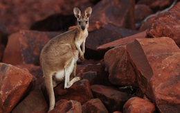 Thịt kangaroo Úc sắp đến Việt Nam, có thể chế biến món gì cho ngon?