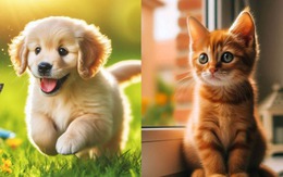 Quiz: Lòng trung thành của bạn được thể hiện như thế nào?