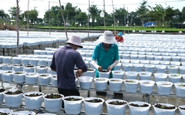 Làng hoa Sa Đéc giảm 20% lượng cúc mâm xôi truyền thống vụ hoa Tết