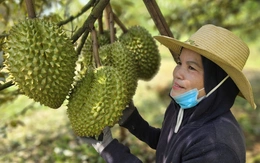 Xây dựng hợp tác xã đủ lớn, hướng tới top 300 thế giới