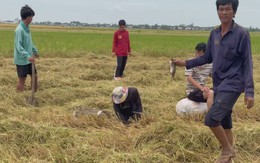 Góc nhìn trưa nay: Về Đồng Tháp xem bắt chuột đồng đầu mùa nước nổi