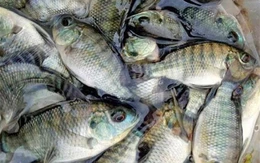 Cá rô phi Việt Nam: người Nhật chuộng làm sashimi, Brazil tăng lượng nhập khủng