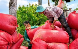 Trồng lúa vất vả nhưng đồng lời không tương xứng, nông dân miền Tây muốn được liên kết hợp tác