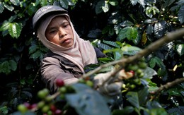Nông dân Indonesia thoát nghèo bằng hạt cà phê đặc sản