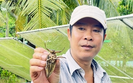 Bỏ nghề hướng dẫn viên, người đàn ông về quê nuôi loài côn trùng đặc biệt, bán cả ngàn con/tháng