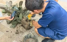 Trung Quốc: Mua cây cảnh online, chủ nhà phát hiện ổ rắn trong chậu