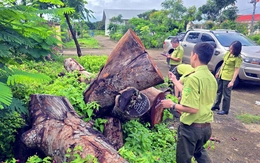 Vụ chặt hạ cây xanh tại Gia Lai: Chính quyền địa phương nêu lý do 'hiểu nhầm'