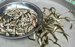 Cá linh non đầu mùa nước nổi 'lên phố' giá cao