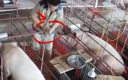 Ông chủ nhanh tay cứu heo con thoát nạn
