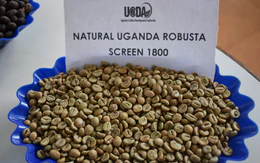 Bài học cà phê cao cấp từ 'quê hương Robusta'