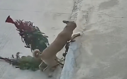 Ngại hết cả 'cậu vàng'
