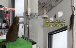 Chú chuột hóa đá khi thấy mèo