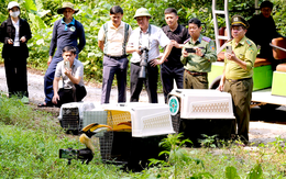 Vườn quốc gia Phong Nha - Kẻ Bàng mở hướng du lịch ngắm chim hoang dã