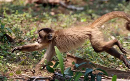 Trái cây khan hiếm, khỉ capuchin chuyển sang 'ăn mặn'