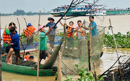 Một số loài thủy sản bản địa quý hiếm xuất hiện trở lại ở Đồng Tháp