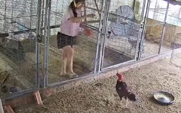 Nhờ vợ cho gà ăn giùm, nhưng khi xem lại camera thì cười đau bụng