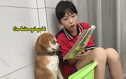 Chú chó ngủ gục khi bị cô chủ nhỏ ép học bài