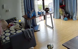 Chú mèo sang chấn tâm lý vì đang ngủ bỗng bị đồng bọn đánh