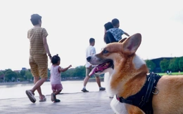 Chó thả rông, không rọ mõm: Phạt đến 2 triệu đồng, ai có quyền xử lý?