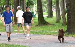 Làm sao để không còn nhan nhản chó thả rông ngoài đường?