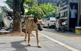 Chó vẫn thả rông, không rọ mõm khắp công viên, chung cư ở Hà Nội dù mức phạt tới 2 triệu đồng