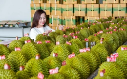 Xuất khẩu sầu riêng Việt Nam kỳ vọng bùng nổ khi Ấn Độ mở cửa?