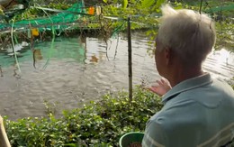 Người đàn ông ngày bán cơm, tối ngủ chòi lá bên sông canh đàn cá thiên nhiên hàng ngàn con 