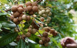 Độc lạ: Giống nhãn Long Phụng Châu, ăn được cả khi còn xanh