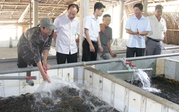 Giá lươn nhích lên nhưng 'đầu ra' vẫn bấp bênh