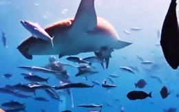 Video cô gái TP.HCM lặn biển cùng cá mập y tá ở Maldives