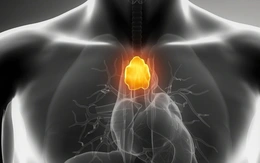 Từng bị cho là 'vô dụng', tuyến ức có thể quyết định tuổi thọ