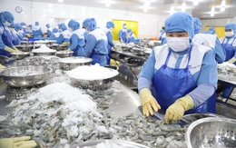 Cần Thơ cần gì để trở thành đầu tàu tạo sóng ‘di cư ngược’ về miền Tây?