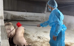 Đồng Nai phát hiện 7 cơ sở nuôi 'vỗ béo' heo sử dụng chất cấm