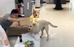 Chú chó lém lỉnh ăn vụng bánh của cậu chủ