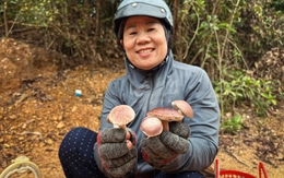Cả xóm gọi nhau vào rừng hái nấm tràm